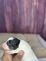 processed/87827859-3a9c-4f84-b570-27076a68ec94/listing/9bc3a681-aad1-4686-9339-ddae58910841/8a80343e-af27-423c-a0ae-5945bc386751