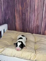 processed/87827859-3a9c-4f84-b570-27076a68ec94/listing/9bc3a681-aad1-4686-9339-ddae58910841/980ecf75-8c56-4e25-a361-e8849466ad21