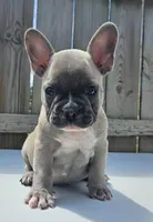 Henry, a male French Bulldog for sale in Shirley, NY – Photo 2 of 4