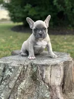 Henry, a male French Bulldog for sale in Shirley, NY – Photo 3 of 4