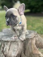 Henry, a male French Bulldog for sale in Shirley, NY – Photo 4 of 4