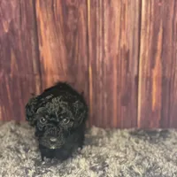 Connie, a female Poodle - Miniature  for sale in Shirley, NY – Photo 3 of 3