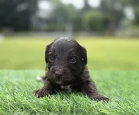 Nixon, a male Cockapoo for sale in Shirley, NY – 3 of 10