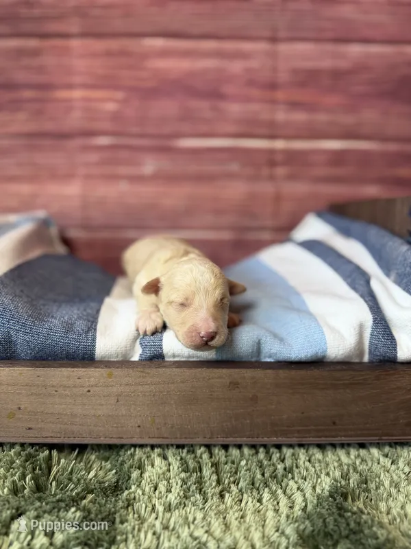 Elio – Maltipoo puppy for sale in Shirley, NY