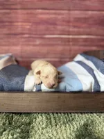 Elio, a male Maltipoo for sale in Shirley, NY – 1 of 5