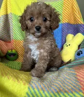 Bubbles, a female Cavapoo for sale in Shirley, NY – Photo 6 of 10