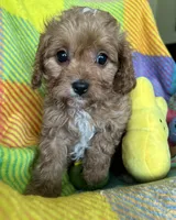 Bubbles, a female Cavapoo for sale in Shirley, NY – Photo 3 of 10