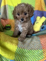 Bubbles, a female Cavapoo for sale in Shirley, NY – Photo 8 of 10