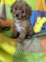 Bubbles, a female Cavapoo for sale in Shirley, NY – Photo 9 of 10