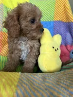 Bubbles, a female Cavapoo for sale in Shirley, NY – Photo 4 of 10