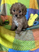 Bubbles, a female Cavapoo for sale in Shirley, NY – Photo 5 of 10