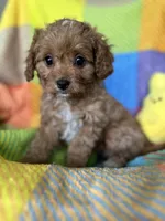 Bubbles, a female Cavapoo for sale in Shirley, NY – Photo 7 of 10