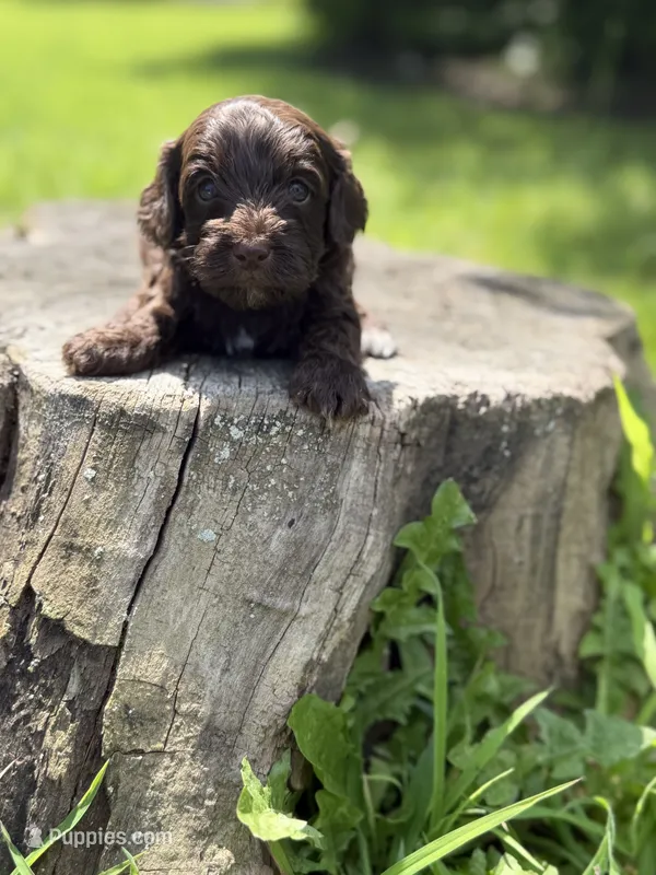 Nox – Cockapoo puppy for sale in Shirley, NY