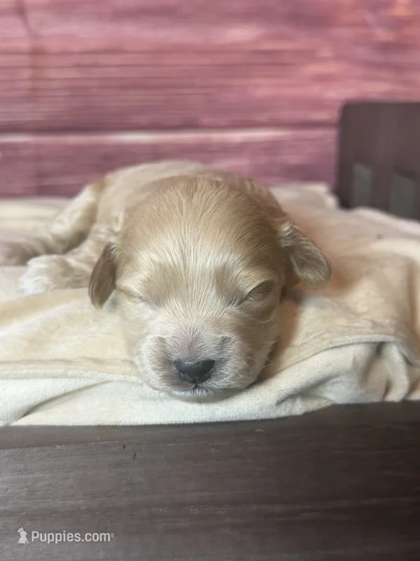 Nala – Cockapoo puppy for sale in Shirley, NY