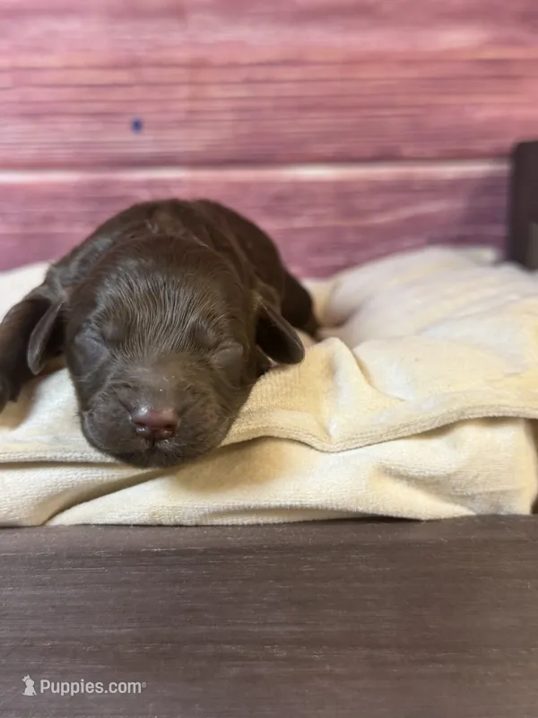 Nash – Cockapoo puppy for sale in Shirley, NY