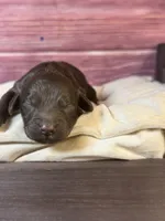 Nash, a male Cockapoo for sale in Shirley, NY – 1 of 6
