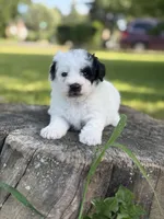 Boston, a male Poodle - Toy  for sale in Shirley, NY – 2 of 8