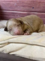 Nova, a female Cockapoo for sale in Shirley, NY – 1 of 4