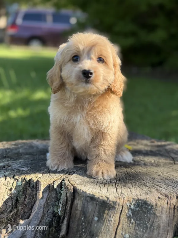 Nova – Cockapoo puppy for sale in Shirley, NY