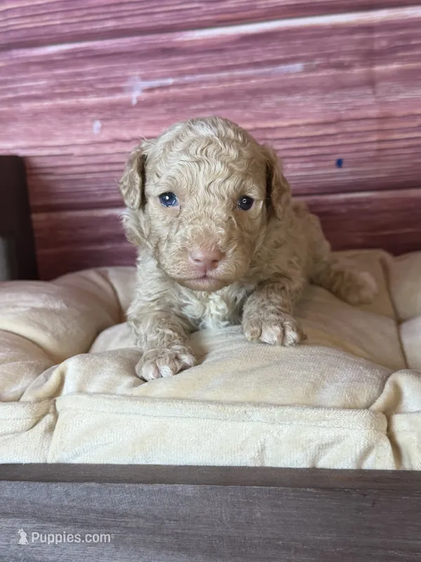 Bruce – Poodle - Toy  puppy for sale in Shirley, NY