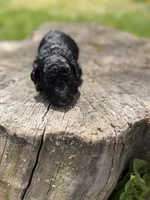 Tux, a male Poodle - Toy  for sale in Shirley, NY – Photo 2 of 3