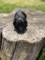 Tux, a male Poodle - Toy  for sale in Shirley, NY – Photo 3 of 3