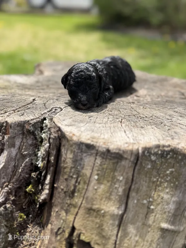 Tux – Poodle - Toy  puppy for sale in Shirley, NY