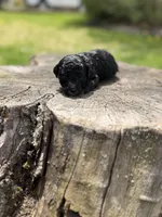 Tux, a male Poodle - Toy  for sale in Shirley, NY – Photo 1 of 3