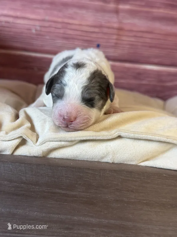 Banner – Poodle - Toy  puppy for sale in Shirley, NY
