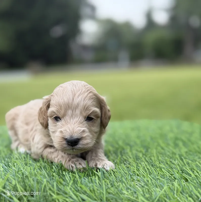Nala – Cockapoo puppy for sale in Shirley, NY