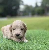 Nova, a female Cockapoo for sale in Shirley, NY – 4 of 9