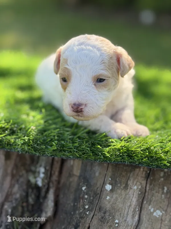 Atlas – Maltipoo puppy for sale in Shirley, NY