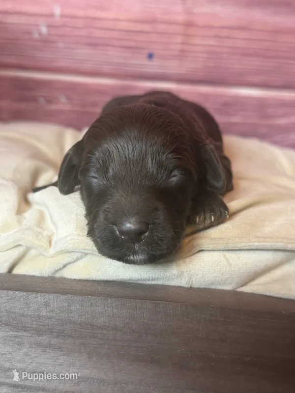 Nox – Cockapoo puppy for sale in Shirley, NY