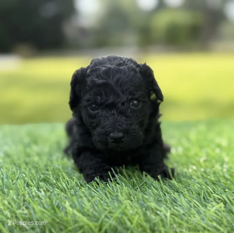 Nora  – Cockapoo puppy for sale in Shirley, NY