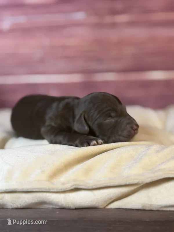 Nixon – Cockapoo puppy for sale in Shirley, NY