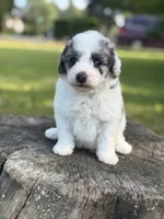 Banner, a male Poodle - Toy  for sale in Shirley, NY – 1 of 8