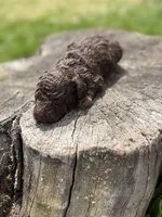 Luke (chocolate tri color), a male Poodle - Toy  for sale in Shirley, NY – Photo 2 of 4