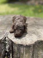 Luke (chocolate tri color), a male Poodle - Toy  for sale in Shirley, NY – Photo 3 of 4