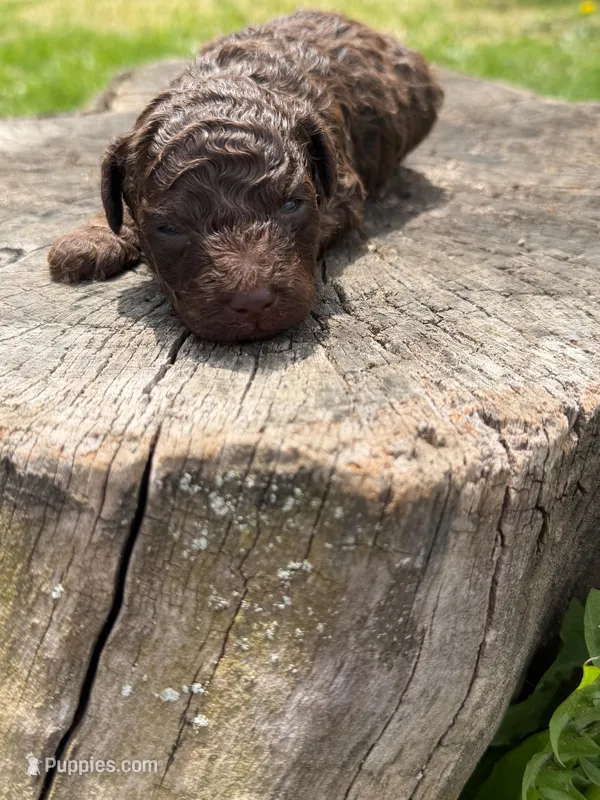 Luke (chocolate tri color) – Poodle - Toy  puppy for sale in Shirley, NY
