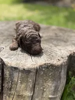 Luke (chocolate tri color), a male Poodle - Toy  for sale in Shirley, NY – Photo 4 of 4