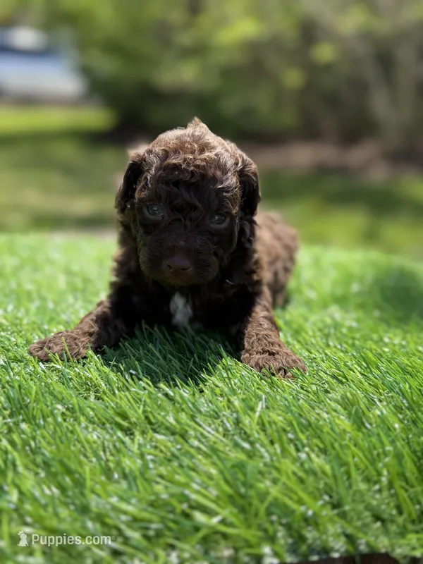 Luke (chocolate tri color) – Poodle - Toy  puppy for sale in Shirley, NY