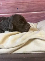 Nox, a male Cockapoo for sale in Shirley, NY – 1 of 5