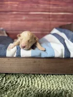 Elio, a male Maltipoo for sale in Shirley, NY – 5 of 5