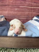 Atlas, a male Maltipoo for sale in Shirley, NY – 1 of 5