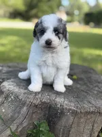 Banner, a male Poodle - Toy  for sale in Shirley, NY – 2 of 8