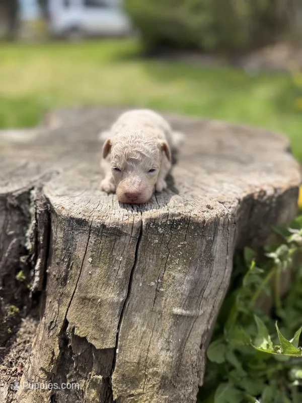 Coral – Poodle - Toy  puppy for sale in Shirley, NY