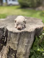 Coral, a female Poodle - Toy  for sale in Shirley, NY – Photo 1 of 4