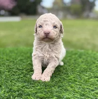 Coral, a female Poodle - Toy  for sale in Shirley, NY – 3 of 4