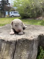 Coral, a female Poodle - Toy  for sale in Shirley, NY – Photo 4 of 4