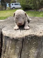 Coral, a female Poodle - Toy  for sale in Shirley, NY – Photo 2 of 4